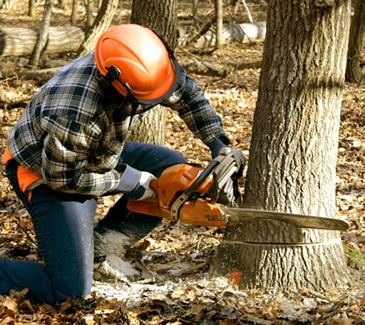 Tree Removal in Monson, MA
